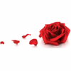 Rose Petals